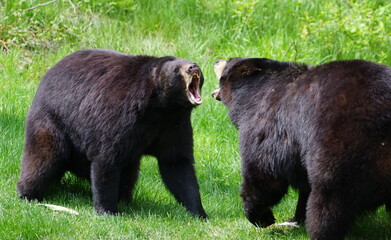 Angry bears face to face ready to fight