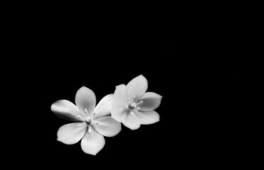 Pure white flowers on black backgropund