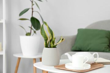 Table with snake plant, teapot and cup in living room, closeup
