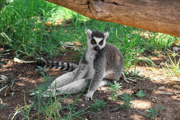 Naklejka na ściany i meble Ring-tailed lemur in zoological garden