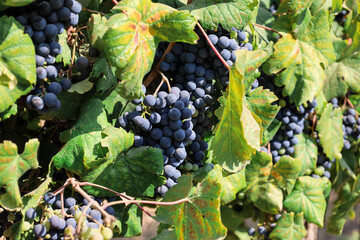 Bunches of ripe grapes in vineyard, closeup