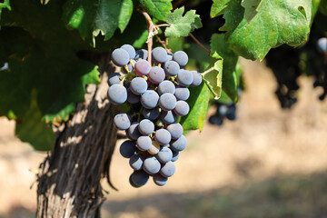 Fototapeta premium Ripe purple grapes hanging on vine in vineyard, ready for harvest, wine production and agriculture