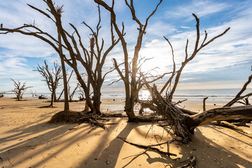 Driftwood Beach at Botany Bay on Edisto Island in South Carolina
