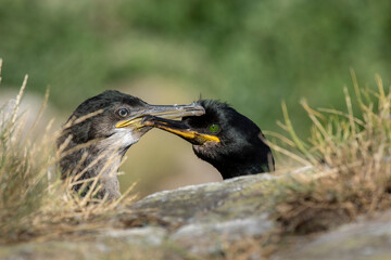 Portrait of european shag - Gulosus aristotelis with fledgeling