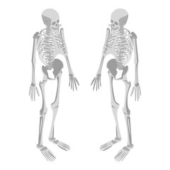 Human skeleton in front, profile and back. Vector illustration.