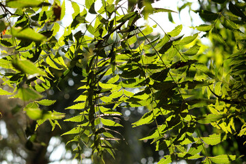 Neem tree leaf branch