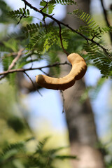Tamarind Fruits are Hanging on the Tree.