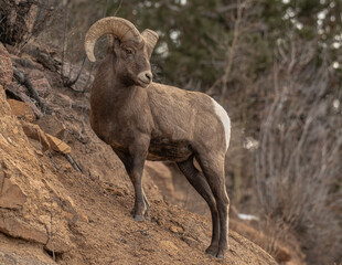Rocky Mountain Big Horn Sheep standing boulders on a rugged mountain side
