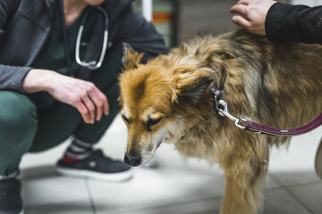 Old scared mixed-breed dog standing on white tiles and being examined by unrecognizable caucasian...