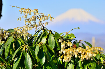 丹沢の丹沢主稜　大室山に咲くアセビと富士山を望む
