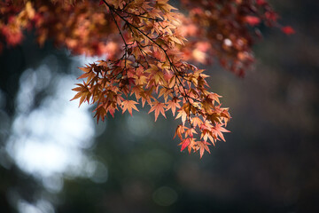 紅葉のイメージ