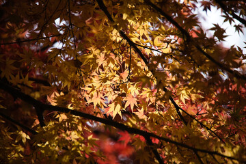 紅葉のイメージ