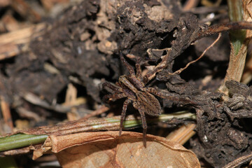 agelena labyrinthica spider macro photo