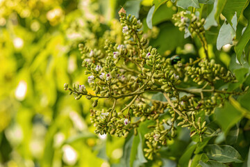 Tonka Bean Tree Flowers
