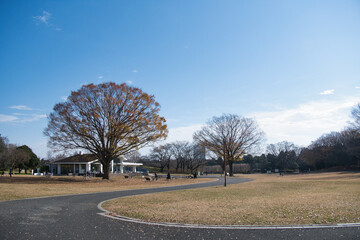 紅葉の公園