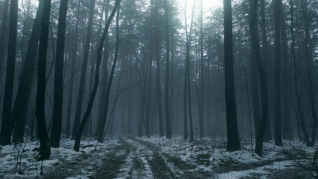 Forest fog winter haze mist tree dark mystery weather