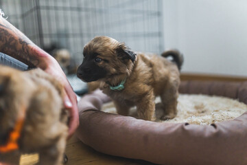 Shy brown saved puppy dog standing in dog bed and sniffing unrecognizable tattooed person's hand. Temporary house concept. High quality photo