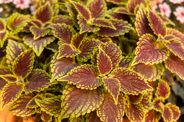 Beautiful coloured leaves of Coleus Solenostemon or Coleus Plectranthus 
