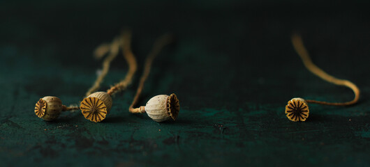 Banner in a minimalist style with a still life, a pattern made of dried wild poppy seeds in beige color on a dark green background, close.up.