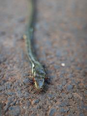 dead snake surrounded by ants