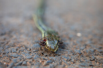 dead snake surrounded by ants