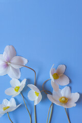White spring forest flower on blue background. Snowdrop anemone windflower (Anemone sylvestris). Close-up