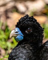 Blue-billed curassow (Crax alberti) in Colombia, rare and endemic bird.
