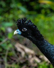Blue-billed curassow (Crax alberti) in Colombia, rare and endemic bird.