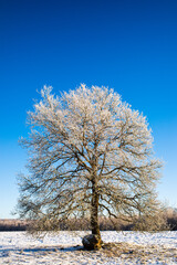 Fototapeta na wymiar Lonely tree on a field covered in hoar frost against clear blue sky in the winter.