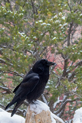 Raven in Winter, Grand Canyon National Park