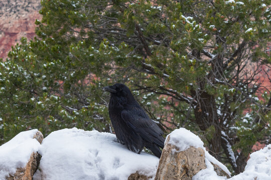 Raven in Winter, Grand Canyon National Park