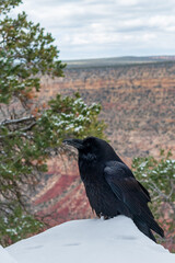 Raven in Winter, Grand Canyon National Park