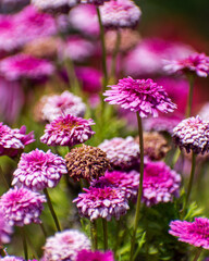 pink and purple flowers in the garden