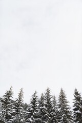 Obraz na płótnie Canvas Snow covered pine trees