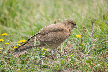 chimango caracara perched on the grass 