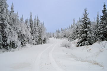 Road in winter forest