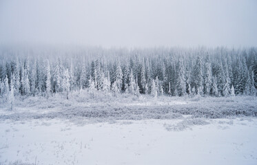 Snow covered trees