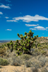 Fototapeta na wymiar Joshua Trees in Mojave National Preserve