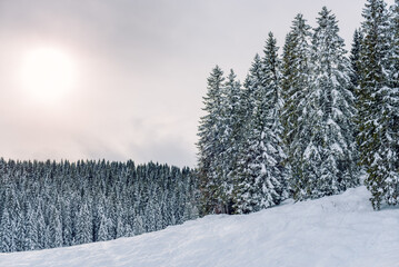 Snowy forested landscape in the mountains with pale sunlight filtering the cloud cover on a winter day. Natural background.