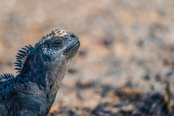 Galapagos marine iguana