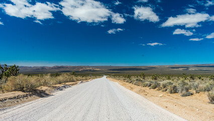Road traverses through Joshua tree forest, Mojave National Preserve