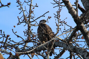 eagle on tree