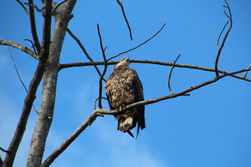 Eagle In The Tree, Gold Bar Park, Edmonton, Alberta