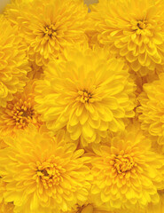 皿に載せた食用菊、エディブルフラワー、黄色い小菊