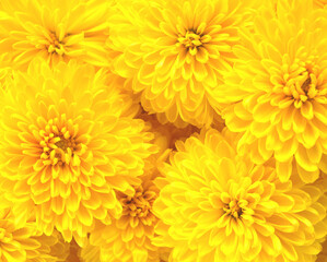 皿に載せた食用菊、エディブルフラワー、黄色い小菊