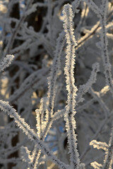 hoarfrost on branches