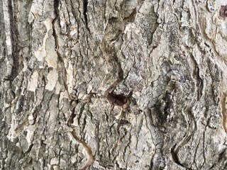 Natural bark wood background texture