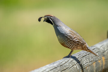 Close up of a Californian Quail bird on a fence side on shot