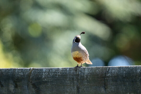 Californian Quail bird on a fence with copy space
