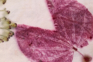 Texture pattern of pink, red and green leaf and flower from eco print process. Colorful Eco-printing on white fabric background.  